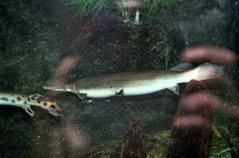 Shortnose Gar Ninnescah Life · Inaturalist