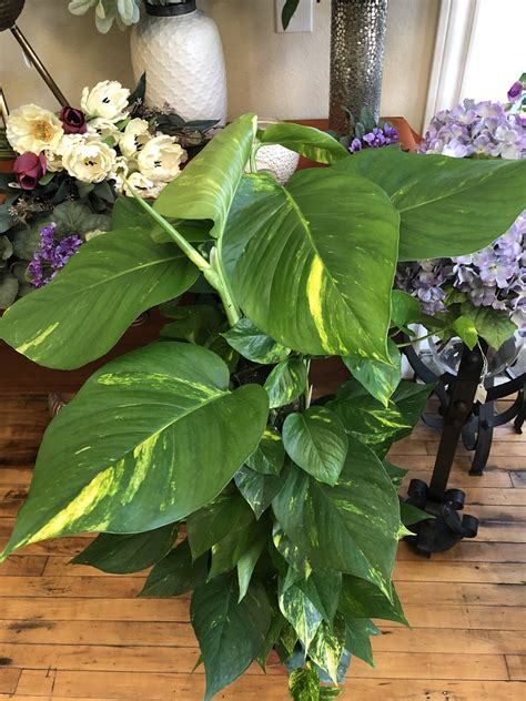 Pothos New Leaf Pothos Plant