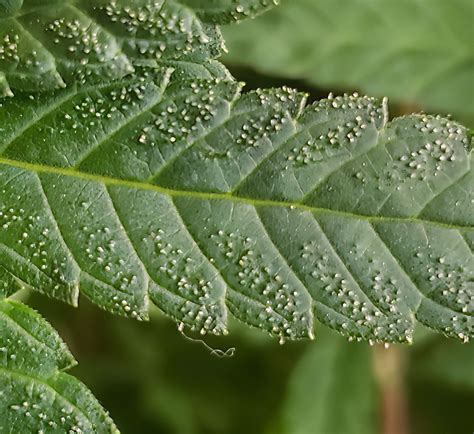 Trichomes In The Vegetative Stage What Does It Mean Grow Weed Easy