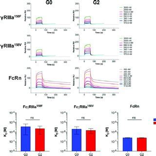 Effect of IgG2 core fucosylation and galactosylation on FcγR