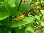 Grasshopper Facts, Types, Diet, Reproduction, Classification, Pictures