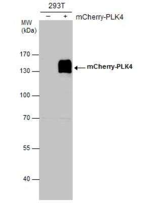 PLK4 Antibody NBP1 33402 By Novus Part Of Bio Techne