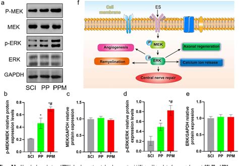 Figure 7 From Advances In Conductive Hydrogel For Spinal Cord Injury Repair And Regeneration