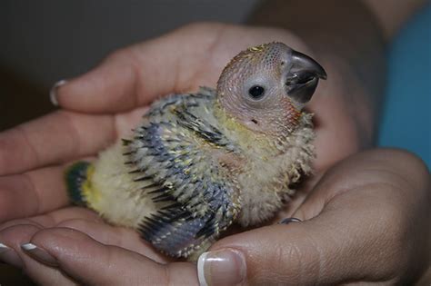 Sun Conure Facts Behavior As Pets Care Feeding Pictures