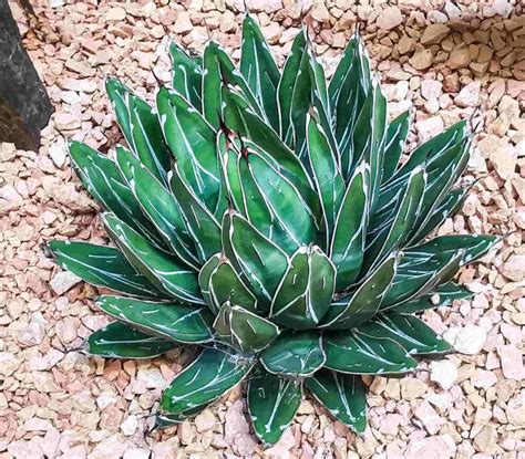 Agave Victoriae Reginae O Agave Reina Victoria