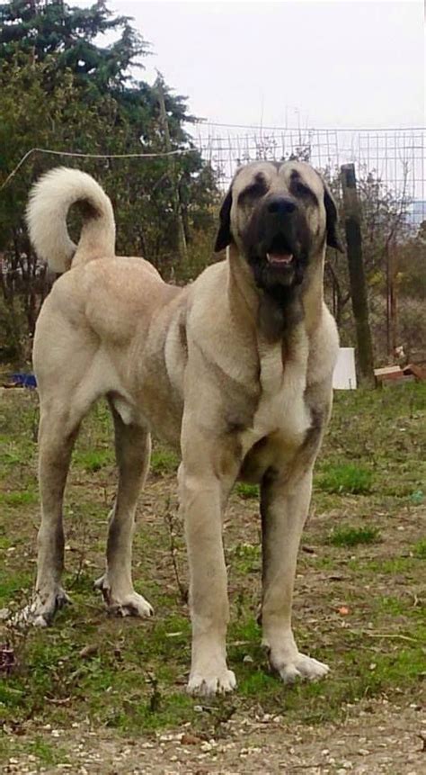 Giant And Powerful Turkish Kangal Shepherd Dog Large Dog Breeds Big