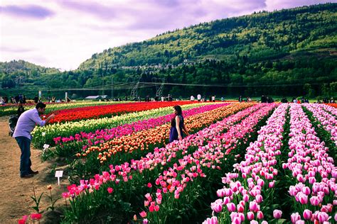 Tulip Festival 2024 Abbotsford British Columbia - Birgit Steffane