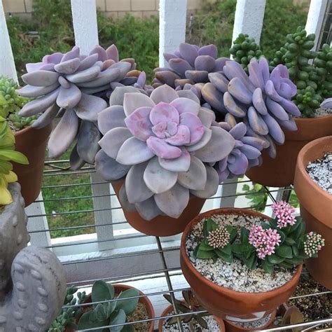 Graptopetalum Superbum Pentandrum For Sale With Care Guide Succulents