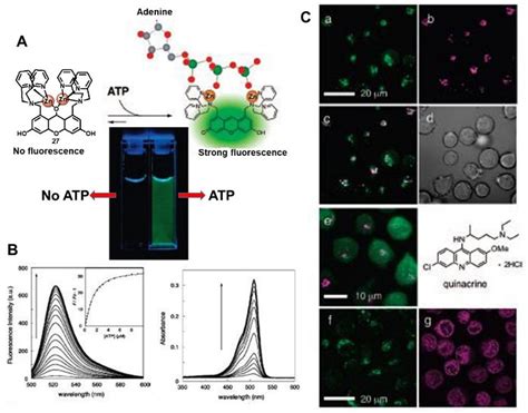 A Schematic Representation Of The Turn On Fluorescence Sensing