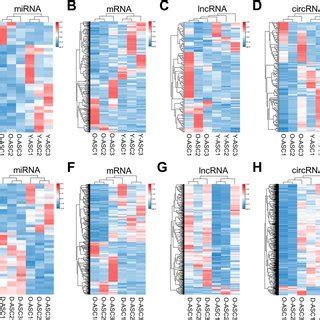 Evaluation Of The Phenotype And Function Of ASCs Isolated From