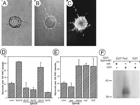 Roles Of Ephrinb Ligands And Ephb Receptors In Cardiovascular