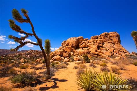 Naklejka Park Narodowy Joshua Tree Yucca Valley Pustyni Mohave