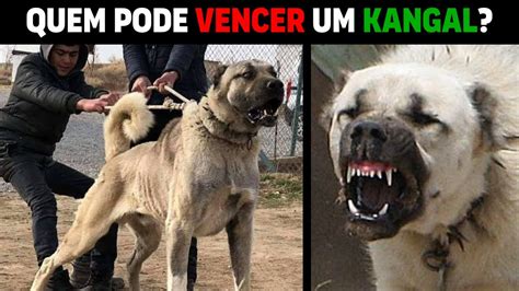 Cachorros Que Podem Vencer Um Kangal Youtube