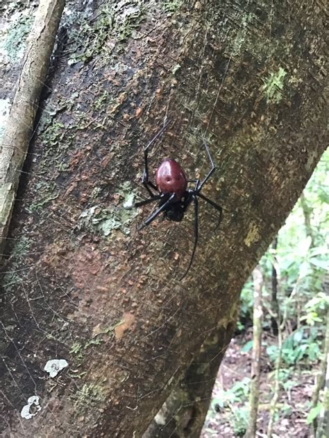 R Union Hermit Spider In April By Fran Ois Vandeschricke Inaturalist