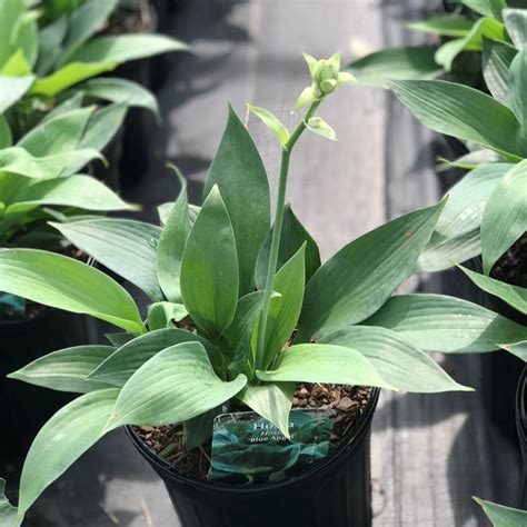 Hosta Blue Angel Hosta From Saunders Brothers Inc