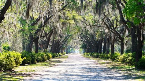 Bonaventure cemetery Stock Video Footage - 4K and HD Video Clips ...