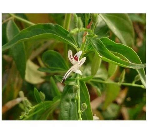 Andrographis Paniculata Leaf Extract At Best Price In Bengaluru