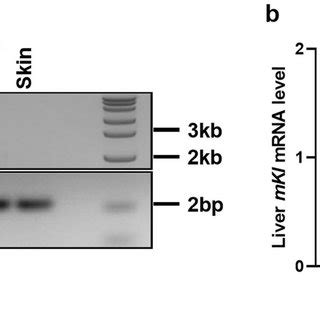 Expression Of Klotho In The Liver Of The Naked Mole Rat The Potential