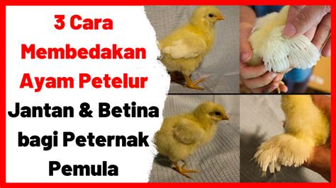 3 Cara Membedakan Ayam Petelur Jantan And Betina Bagi Peternak Pemula