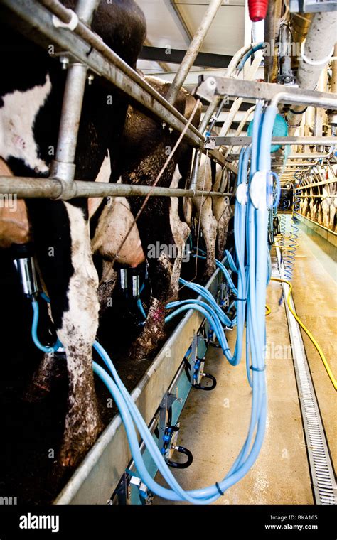 Cows Being Milked At A Dairy Nr Leigh Surrey Stock Photo Alamy