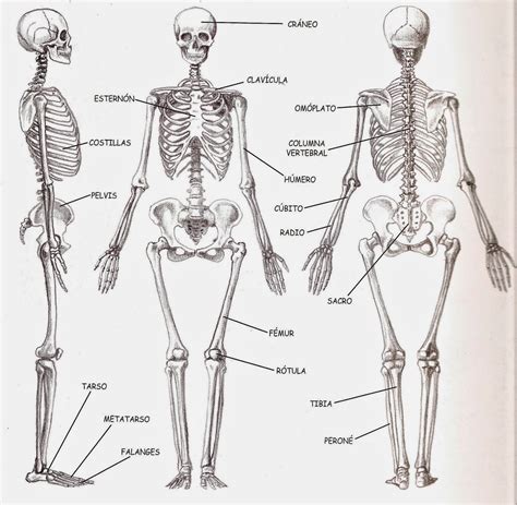 Aprende Hoy El Esqueleto Humano