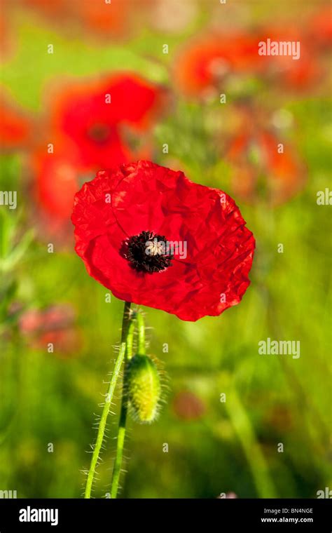 Common Field Poppy Papaver Rhoeas Hi Res Stock Photography And Images