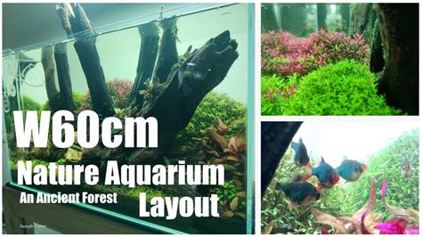 W Cm Nature Aquarium Layout I The Ancient Forest Mayur Dev