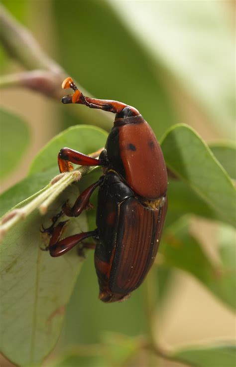 Red Palm Weevil The Red Palm Weevil Punteruolo Rosso Rh Flickr