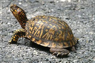 Pet Turtle Care: Turtle Facts, Habitat, and Care | Pet Turtle Care