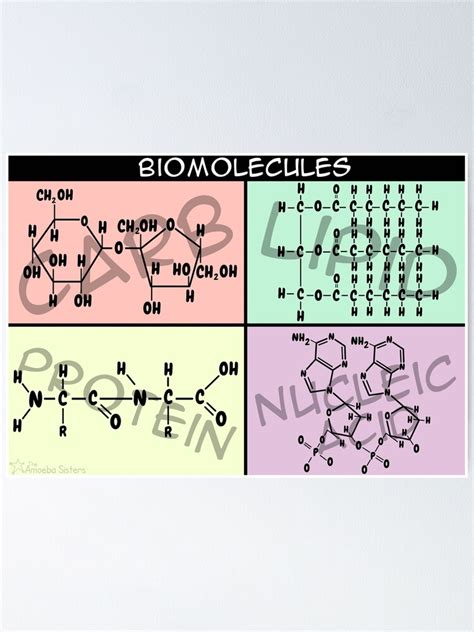 "Biomolecule Structure Poster" Poster by amoebasisters | Redbubble