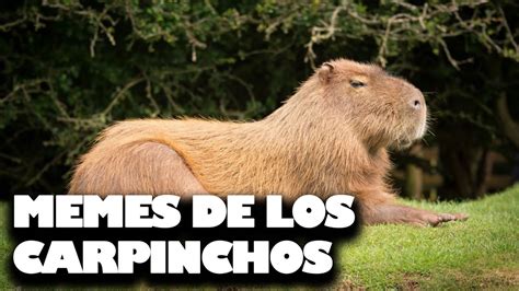 Los Mejores MEMES De Los CARPINCHOS YouTube