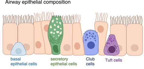 Airway Epithelial Composition The Airway Epithelium Consists Of Download Scientific Diagram