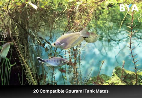 20 Compatible Gourami Tank Mates