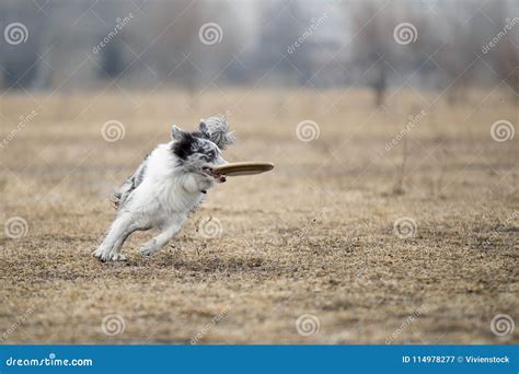 Border Collie Catching Frisbee Stock Image - Image of high, life: 114978277