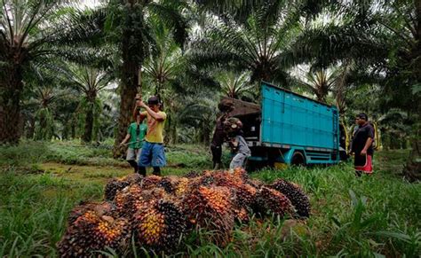 Sepekan Kedepan Harga Tbs Sawit Riau Turun Rp Kg Cek Harganya