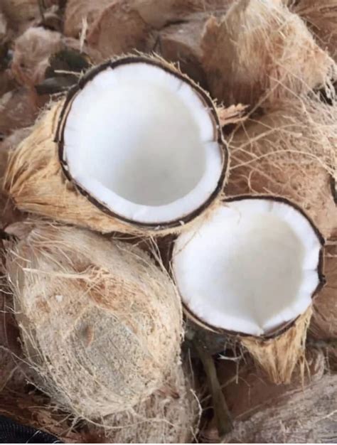 A Grade Pollachi Semi Husked Coconut Coconut Size Mix At Rs Kg In Pune