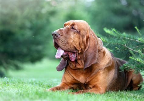 Bloodhound Training in Grayhawk: How to Vet a Trainer