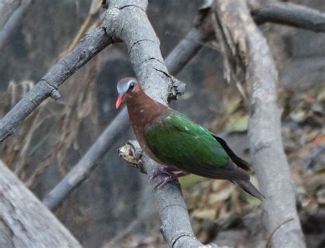 List Of Birds Of Tamil Nadu Wikipedia, 50% OFF