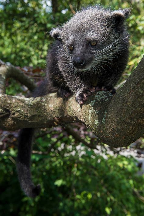 ZooBorns — Playful Baby Binturong Born at The Staten Island...