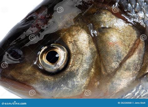 Ide fish stock photo. Image of fish, scales, nutrition - 26226068