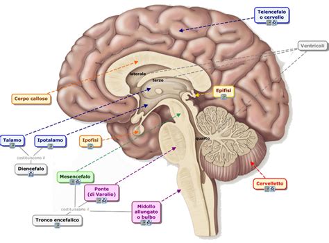 Se dice Médico Anatomía básica del Hipotalamo e Hipofisis