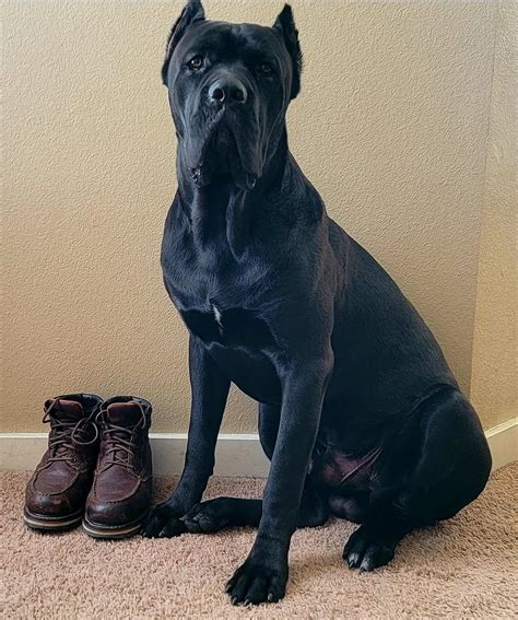 Cane Corso Mastiff Mix Max Large Male Italian Corso Dog X Mastiff