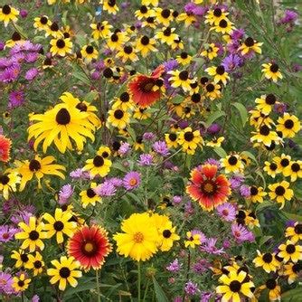 Midwest Wildflower Garden Mix – Plants For Pollinators