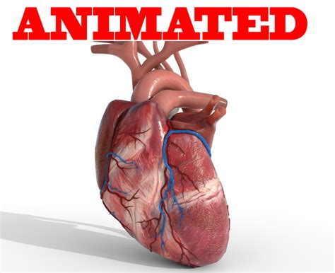 Human heart animation 3D - TurboSquid 1353004