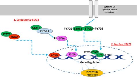 Runx Egfr Pathway Contributes To Stat Activation And Off