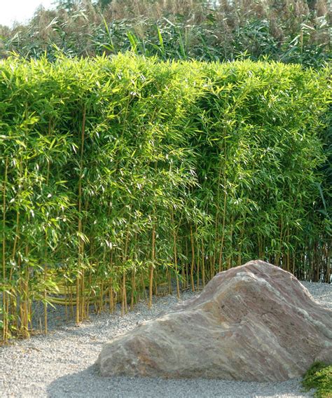 Best plants for privacy: 10 effective screening options | Homes & Gardens