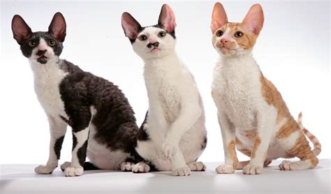 Cornish Rex Portrait De La Race Et Alimentation