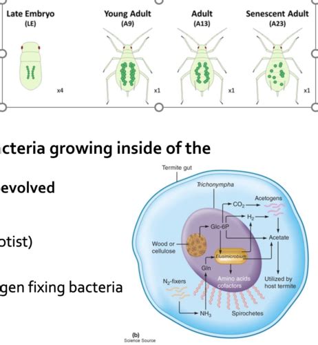 Chapter 27 33 Microbial Interactions Flashcards Quizlet