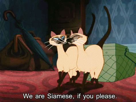 Siamese Please Find Share On GIPHY