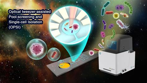 Optical Tweezer Enables Fast Low Cost Screening Of Bacteria And